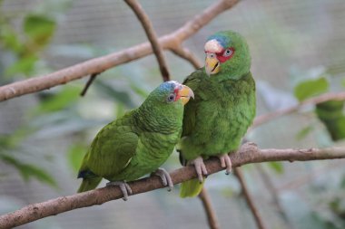 Parktaki bir ağaç dalına tünemiş bir Psittacula Krameri.