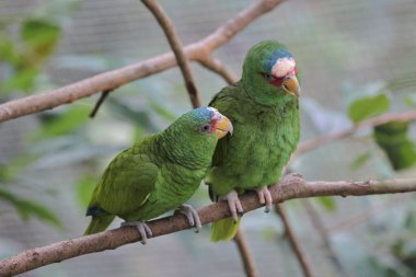 Parktaki bir ağaç dalına tünemiş bir Psittacula Krameri.