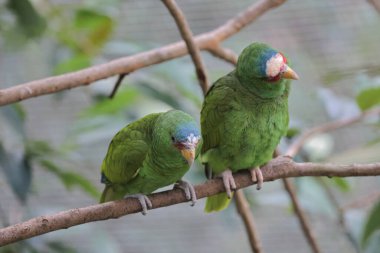Parktaki bir ağaç dalına tünemiş bir Psittacula Krameri.