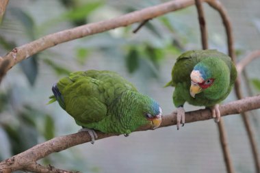 Parktaki bir ağaç dalına tünemiş bir Psittacula Krameri.