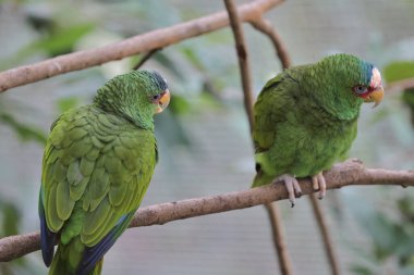 Parktaki bir ağaç dalına tünemiş bir Psittacula Krameri.