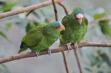 Parktaki bir ağaç dalına tünemiş bir Psittacula Krameri.