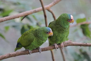 Parktaki bir ağaç dalına tünemiş bir Psittacula Krameri.