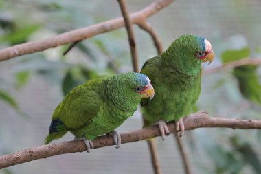 Parktaki bir ağaç dalına tünemiş bir Psittacula Krameri.