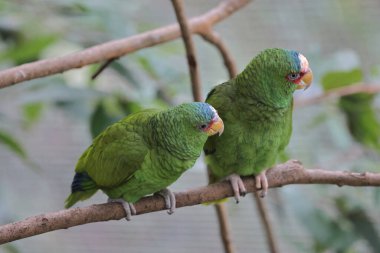 Parktaki bir ağaç dalına tünemiş bir Psittacula Krameri.