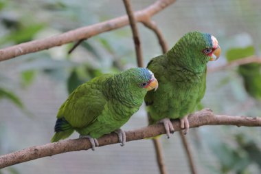 Parktaki bir ağaç dalına tünemiş bir Psittacula Krameri.