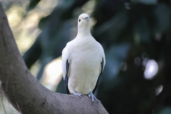 一只长着橄榄枝的白鸽 — 图库照片