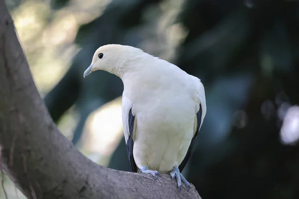 一只长着橄榄枝的白鸽 — 图库照片