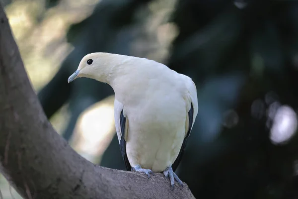 Białe Gołębie Gałązką Oliwną Biały Gołąb — Zdjęcie stockowe