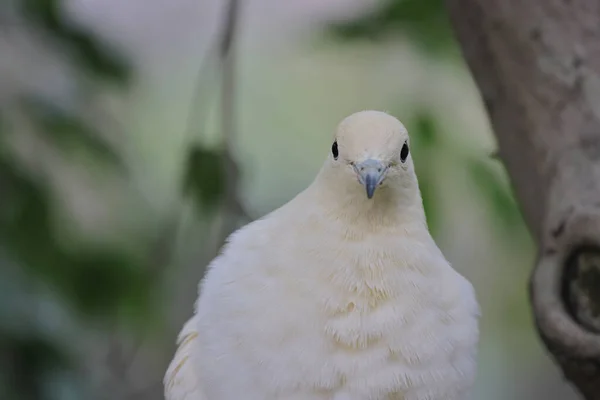 White Doves Olive Branch White Pigeon — Stock Photo, Image