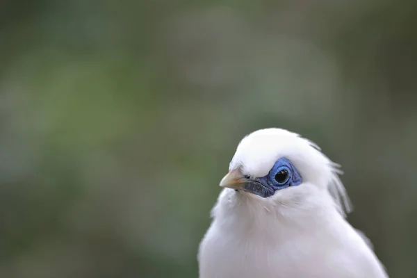 Nov 2021 Bellissimo Uccello Piedi Sull Albero Ombretto Blu Bali — Foto Stock