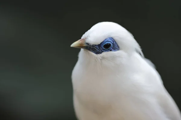 Nov 2021 Belo Pássaro Árvore Sombra Azul Dos Olhos Bali — Fotografia de Stock