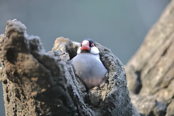 Nov 2021 Close Van Java Mus Vogels Takken — Stockfoto