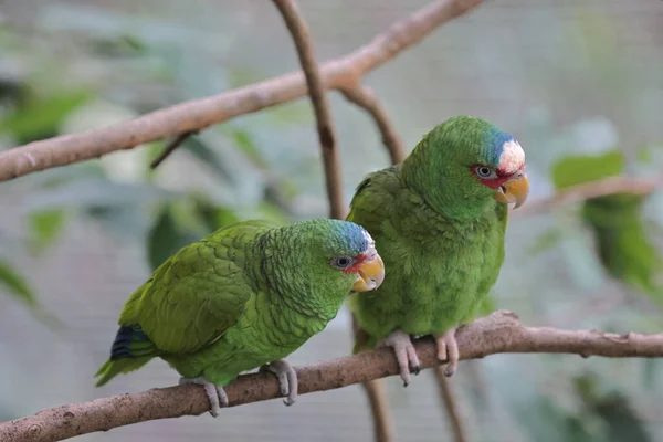 Psittacula Krameri Empoleirado Galho Árvore Parque — Fotografia de Stock