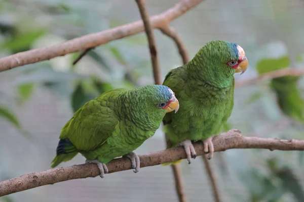 Psittacula Krameri Empoleirado Galho Árvore Parque — Fotografia de Stock