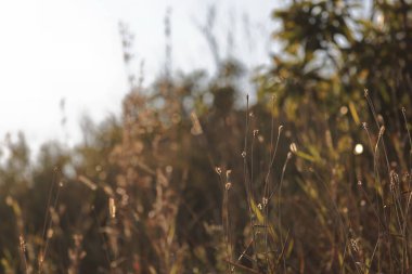 14 Kasım 2021 Güz mevsiminde Çimen Sahası