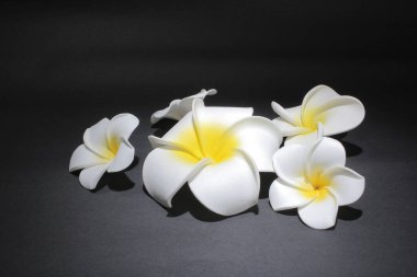 Yeşil yapraklı çiçekler koyu arkaplanda izole edilmiş.