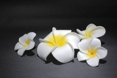 Yeşil yapraklı çiçekler koyu arkaplanda izole edilmiş.