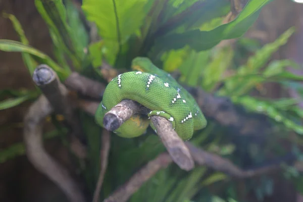 Nov 2021 Kräuselte Sich Die Grüne Schlange Auf Einem Ast — Stockfoto