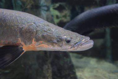 18 Kasım 2021 en büyük tatlı su balığı. Akvaryumdaki balıklar camın arkasında.