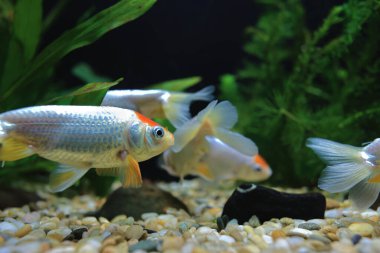 18 Kasım 2021 Tank veya Akvaryumda Güzel Japon Balığı Evcil Hayvanı.