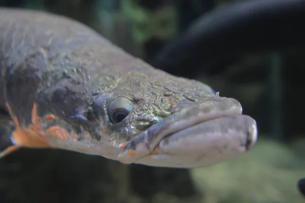 Nov 2021 Peces Agua Dulce Más Grandes Peces Acuario Detrás — Foto de Stock