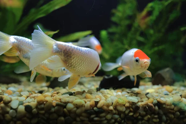 Nov 2021 Bonito Goldfish Pet Casa Tanque Aquário — Fotografia de Stock