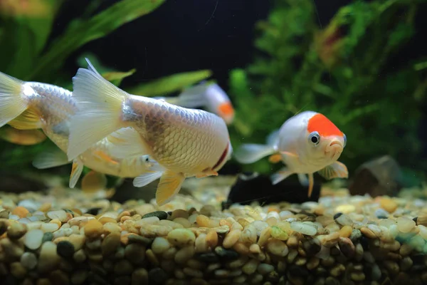 Nov 2021 Bellissimo Animale Domestico Pesci Rossi Serbatoio Acquario Della — Foto Stock