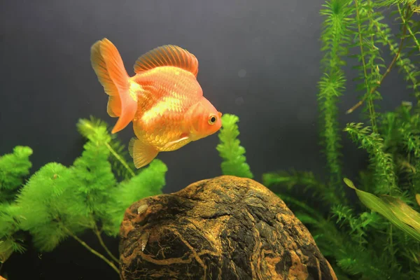 Nov 2021 Beautiful Goldfish Pet House Tank Aquarium — Stok Foto