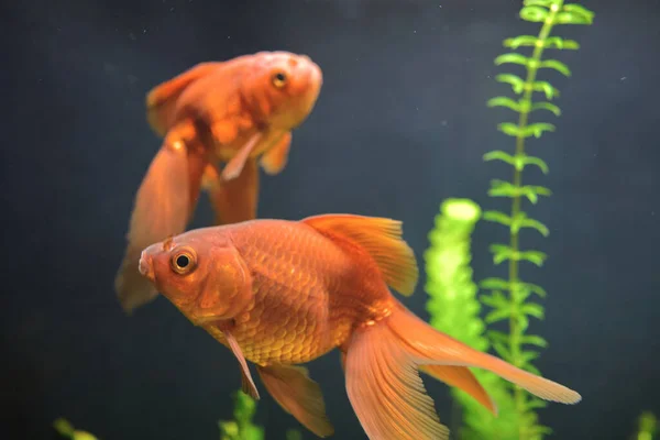 Lis 2021 Krásné Zlaté Rybky Domácí Zvíře Domě Nádrž Nebo — Stock fotografie