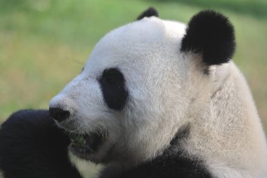 18 Kasım 2021 Dev Panda Ocean Park 'taki bir hayvanat bahçesinde bambu yaprakları yiyor.