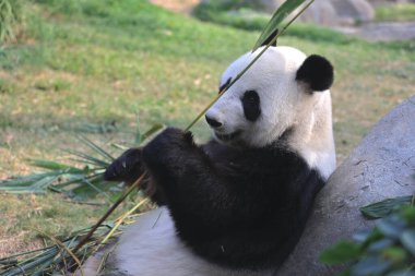 18 Kasım 2021 Dev Panda Ocean Park 'taki bir hayvanat bahçesinde bambu yaprakları yiyor.
