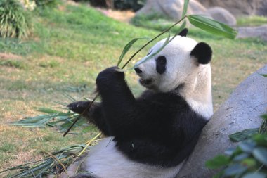 18 Kasım 2021 Dev Panda Ocean Park 'taki bir hayvanat bahçesinde bambu yaprakları yiyor.