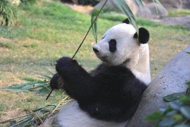 18 Kasım 2021 Dev Panda Ocean Park 'taki bir hayvanat bahçesinde bambu yaprakları yiyor.