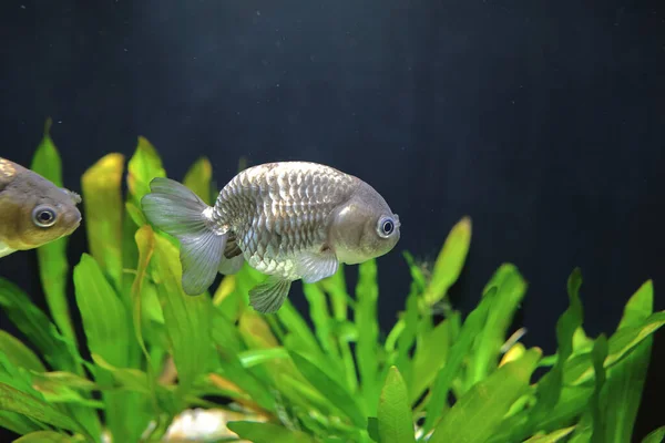 Nov 2021 Bonito Goldfish Pet Casa Tanque Aquário — Fotografia de Stock