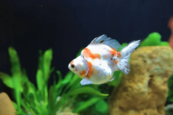 Nov 2021 Beautiful Goldfish Pet House Tank Aquarium — Stok Foto