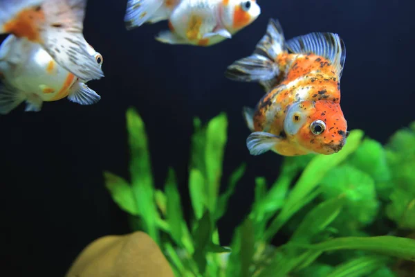 Nov 2021 Bonito Goldfish Pet Casa Tanque Aquário — Fotografia de Stock