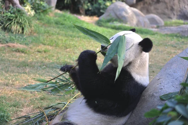 Nov 2021 Ours Panda Géant Mange Des Feuilles Bambou Dans — Photo