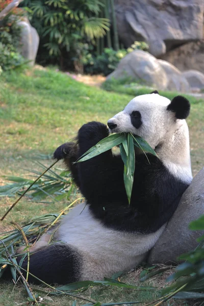 Ноя 2021 Гигантская Панда Ест Бамбуковые Листья Зоопарке Океанском Парке — стоковое фото