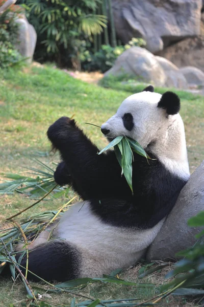 Nov 2021 Orso Panda Gigante Mangia Foglie Bambù Uno Zoo — Foto Stock