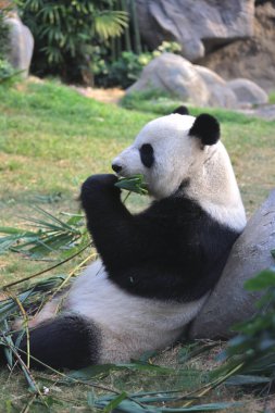 18 Kasım 2021 Dev Panda Ocean Park 'taki bir hayvanat bahçesinde bambu yaprakları yiyor.