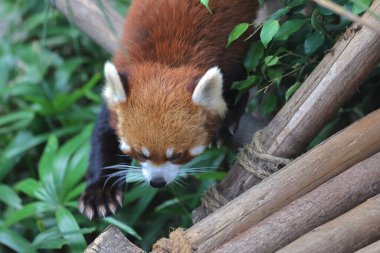18 Kasım 2021 Kızıl Panda 'nın Ağaç üzerinde Duruşu Portresi