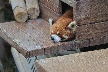 18 Kasım 2021 yorgun kırmızı panda, odunlukta uyu.