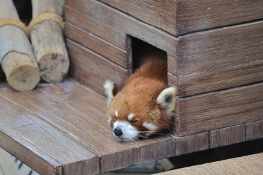 18 Kasım 2021 yorgun kırmızı panda, odunlukta uyu.