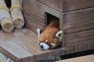 18 Kasım 2021 yorgun kırmızı panda, odunlukta uyu.