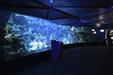 18 Kasım 2021 Ocean Park, Hong Kong Büyük Akvaryum