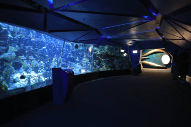 18 Kasım 2021 Ocean Park, Hong Kong Büyük Akvaryum