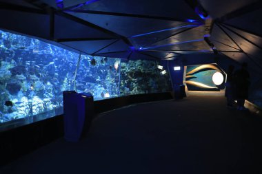 18 Kasım 2021 Ocean Park, Hong Kong Büyük Akvaryum