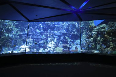 18 Kasım 2021 Ocean Park, Hong Kong Büyük Akvaryum