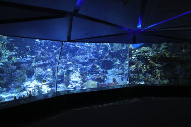 18 Kasım 2021 Ocean Park, Hong Kong Büyük Akvaryum